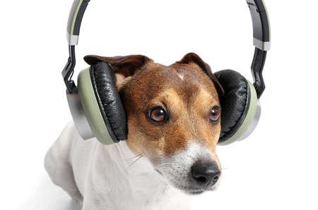 Cute Jack Russel Terrier with headphones listening to music on white backgroundの写真素材