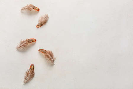 Beautiful pheasant feathers on white backgroundの写真素材