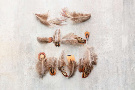 Beautiful pheasant feathers on grunge background
