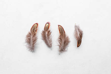 Beautiful pheasant feathers on white background