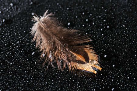Beautiful pheasant feather with water drops on black backgroundの写真素材