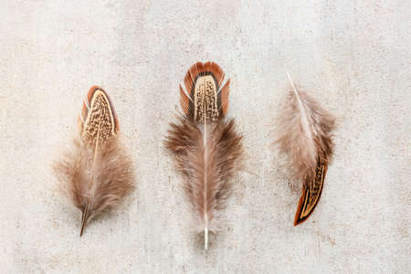 Beautiful pheasant feathers on grunge backgroundの写真素材