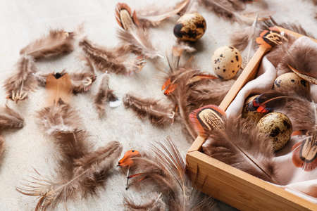 Wooden box with pheasant feathers and eggs on grunge background, closeup