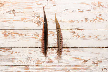 Beautiful pheasant feathers on light wooden backgroundの写真素材