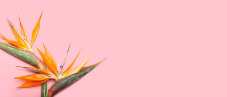 Beautiful Bird of Paradise flowers on pink background with space for text, top view