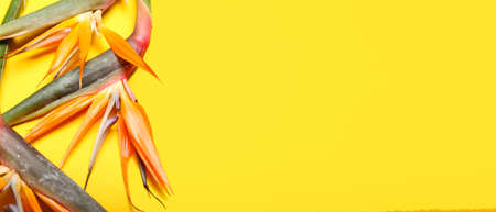 Beautiful Bird of Paradise flowers on yellow background with space for text, top view