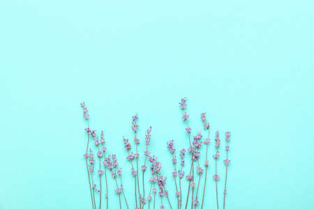Beautiful lavender flowers on color background