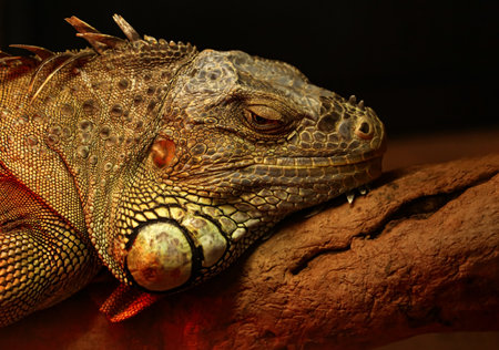 Green iguana in zoological garden, closeupの写真素材