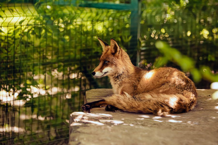 Red fox in zoological gardenの写真素材