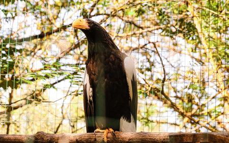Steller's sea eagle in zoological gardenの写真素材