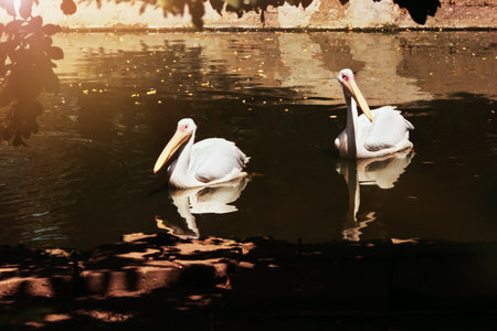 beautiful pelicans in zoological gardenの写真素材
