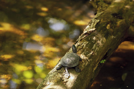 Funny turtle in zoological garden