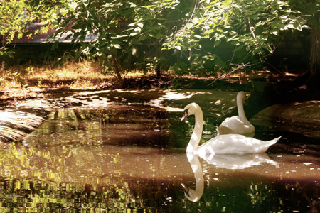 Beautiful white swans in zoological gardenの写真素材