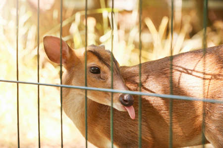 Chinese muntjac in zoological gardenの写真素材