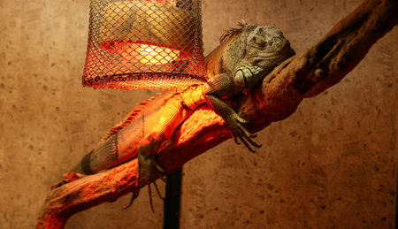 Green iguana in zoological gardenの写真素材