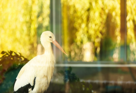 White stork in zoological gardenの写真素材