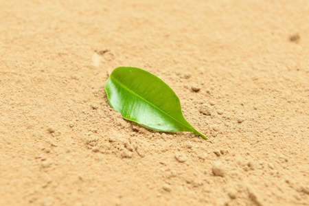 Natural hojicha powder with green leaf as background