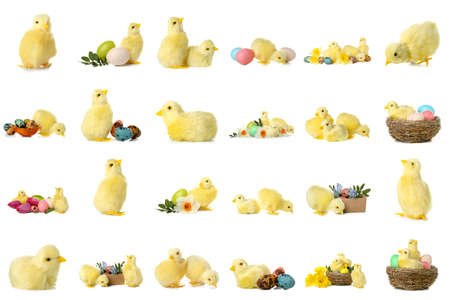 Cute yellow chickens with spring flowers and Easter eggs on white background