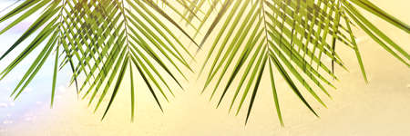 Green palm leaves at tropical beach. Banner design