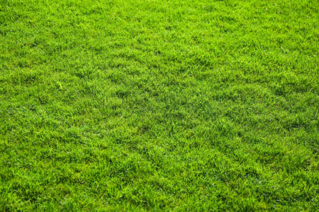 fresh green grass on lawn