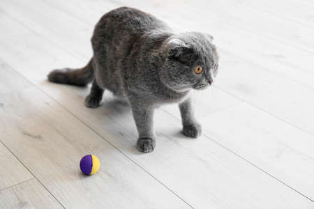 Cute gray cat with toy at homeの写真素材