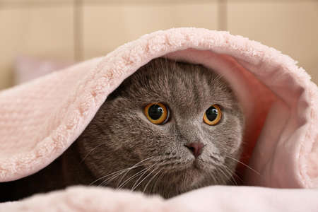 Cute gray cat under soft blanket on bedの写真素材