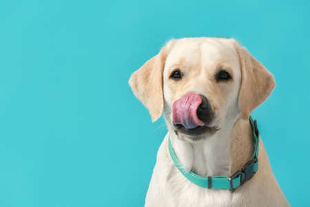 Cute Labrador dog with collar on blue backgroundの写真素材