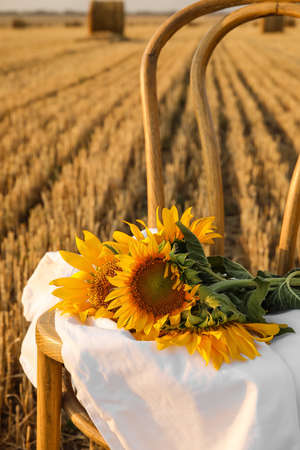 Beautiful sunflowers and white fabric on wooden chair in harvested fieldの写真素材