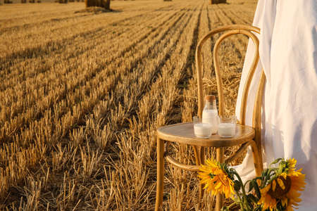 Natural milk on chair near haystack in harvested field. Picnic with chair, sunflowers, white fabricの写真素材