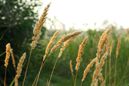 Reed grass on a meadow