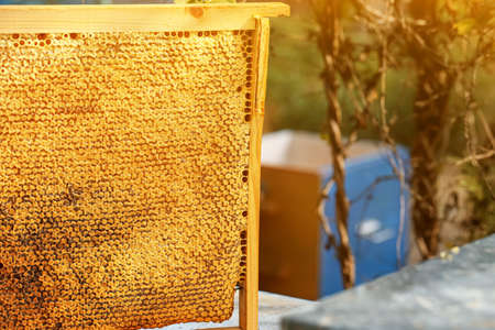 Frame with honey combs at apiary