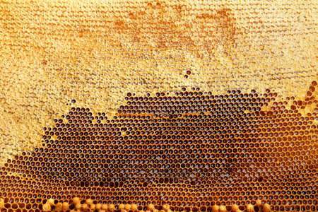 Texture of honey combs, closeup