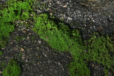 green moss growing on wall backgroundの写真素材