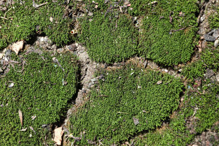 green moss on ground backgroundの写真素材