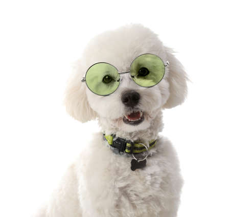 Cute little dog wearing eyeglasses on white backgroundの写真素材