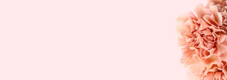Beautiful pink carnation flowers on light background with space for text