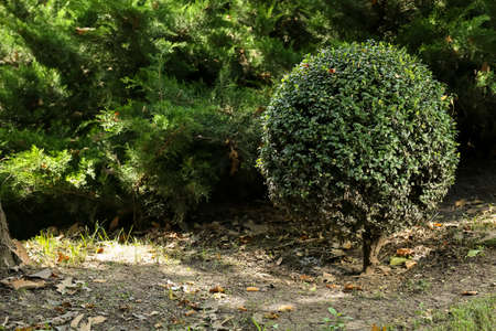 creative landscape design in beautiful green parkの写真素材