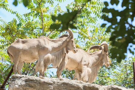 Barbary wild sheep (Ammotragus lervia) in zoological gardenの写真素材