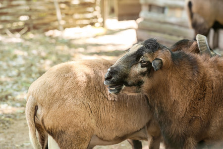 Cute funny sheep on farm