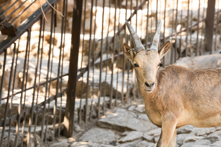 wild goat in zoological garden