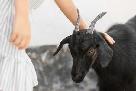 Child with cute black goat on farmの写真素材