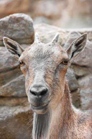 Markhor (Capra fakoneri) in zoological gardenの写真素材