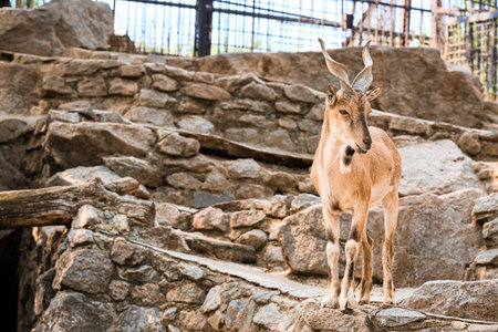 Markhor (Capra fakoneri) in zoological gardenの写真素材