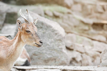 Markhor (Capra fakoneri) in zoological gardenの写真素材