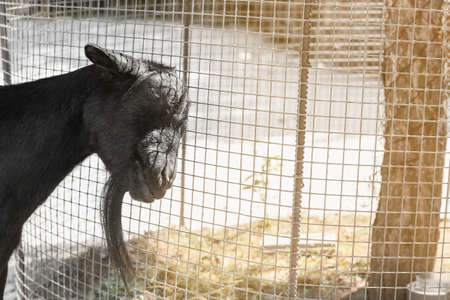 Cute black goat on farmの写真素材