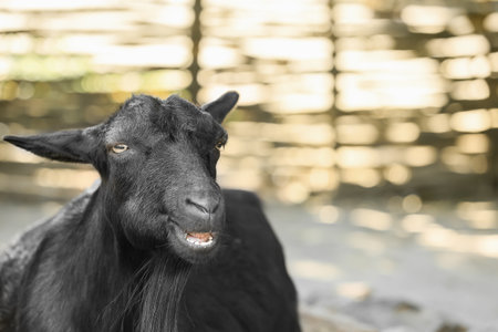 Cute black goat on farmの写真素材