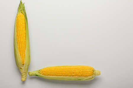Fresh corn cobs on light backgroundの写真素材