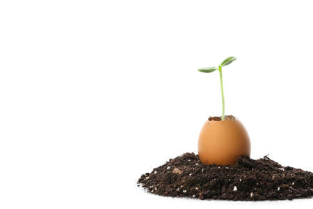 Green seedling in eggshell with heap of soil on white backgroundの写真素材