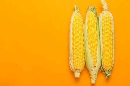 Fresh corn cobs on color backgroundの写真素材