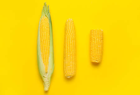 Fresh corn cobs on color backgroundの写真素材